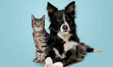 Изображение курса Ветеринарная школа для всех: Уход за кошками и собаками