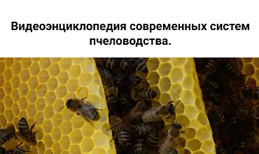 Изображение курса Видеоэнциклопедия современных систем пчеловодства