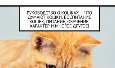 Изображение курса Воспитание кошек и понимание их поведения. Руководство о кошках – что думают кошки, воспитание кошек, питание, обучение, характер и многое другое!