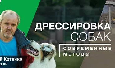 Изображение курса Воспитание щенка. Дрессировка собаки