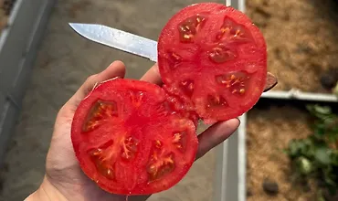 Изображение курса Все про томаты от Т до Ы