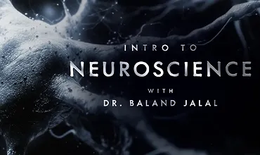 Изображение курса Введение в нейронауку