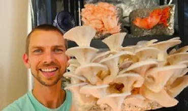 Изображение курса Выращивание грибов в помещении для бизнеса и удовольствия.