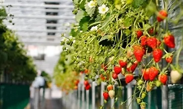 Изображение курса Выращивание клубники