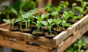 Изображение курса Выращивание рассады